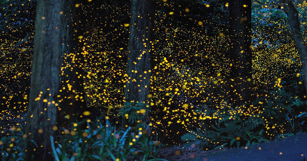 une-parc-lucioles