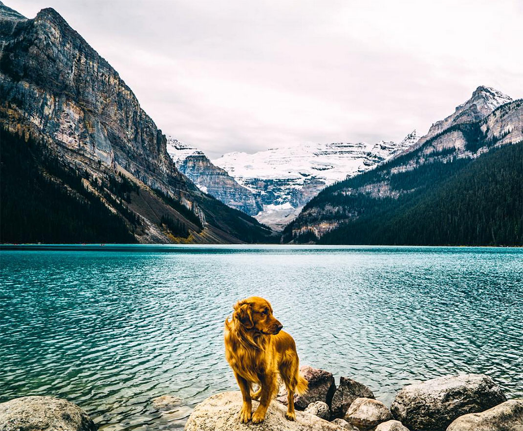 01-chienvadrouille-hunter_lawrence