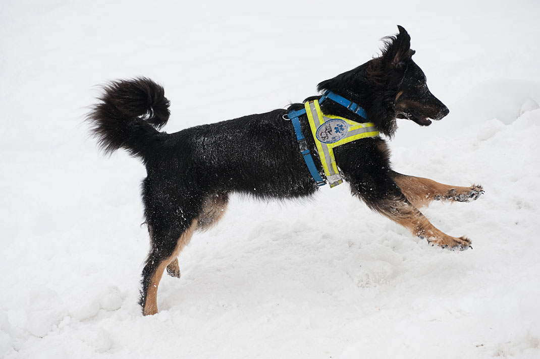 02-chiensauveteur-kameraschwein