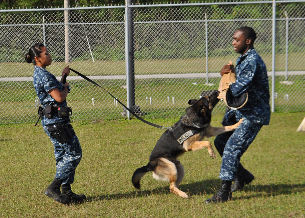 03-chiensauveteur-commons