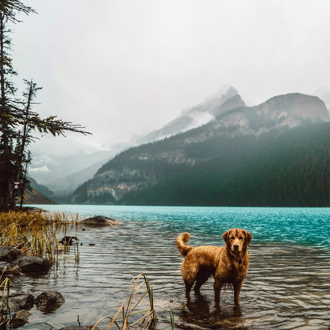 04-chienvadrouille-hunter_lawrence