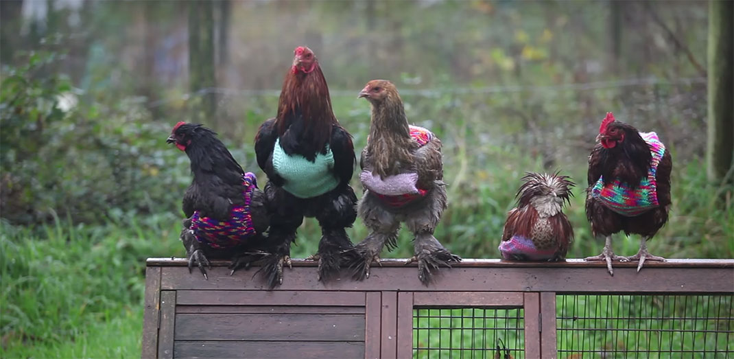 05-tricotpourpoulet-SWNS-Animals