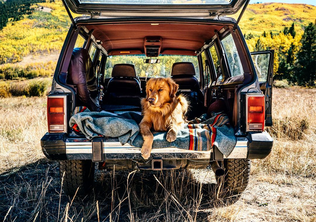 06-chienvadrouille-hunter_lawrence