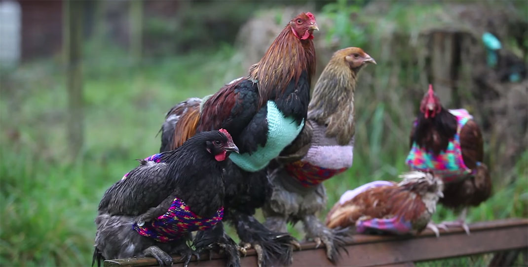 06-tricotpourpoulet-SWNS-Animals