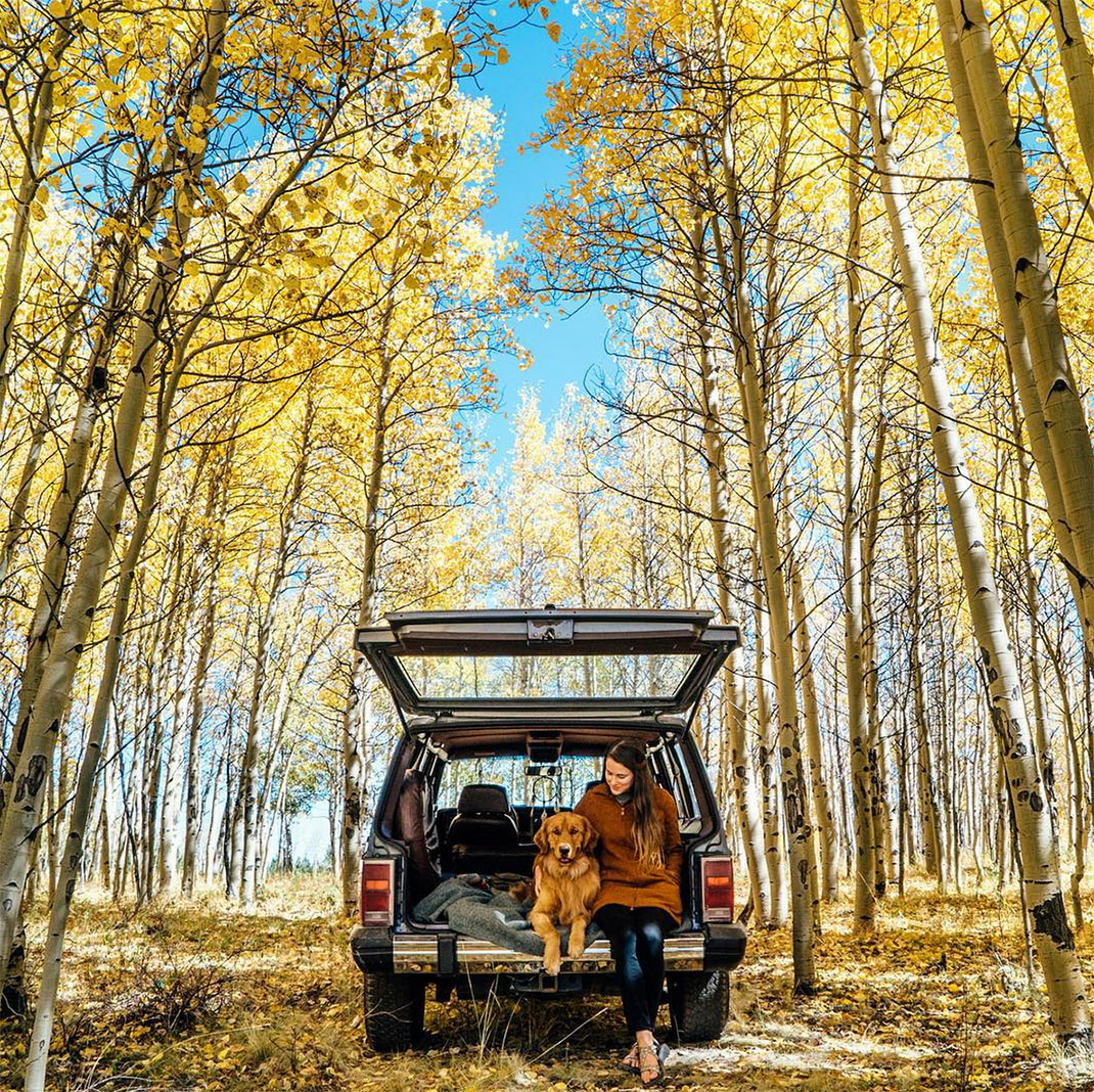 07-chienvadrouille-hunter_lawrence