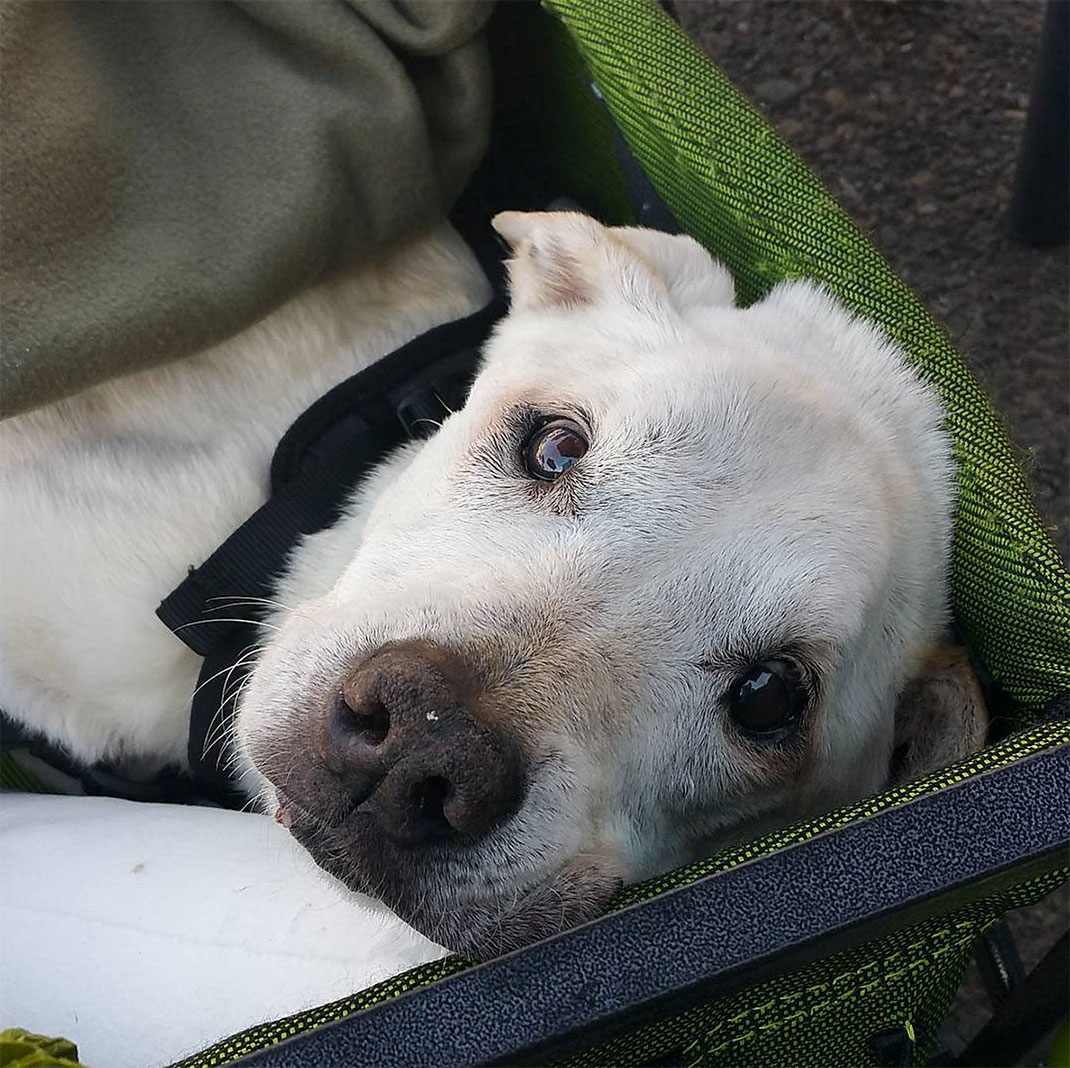 07-voyagechien-pohthedogsbigadventure