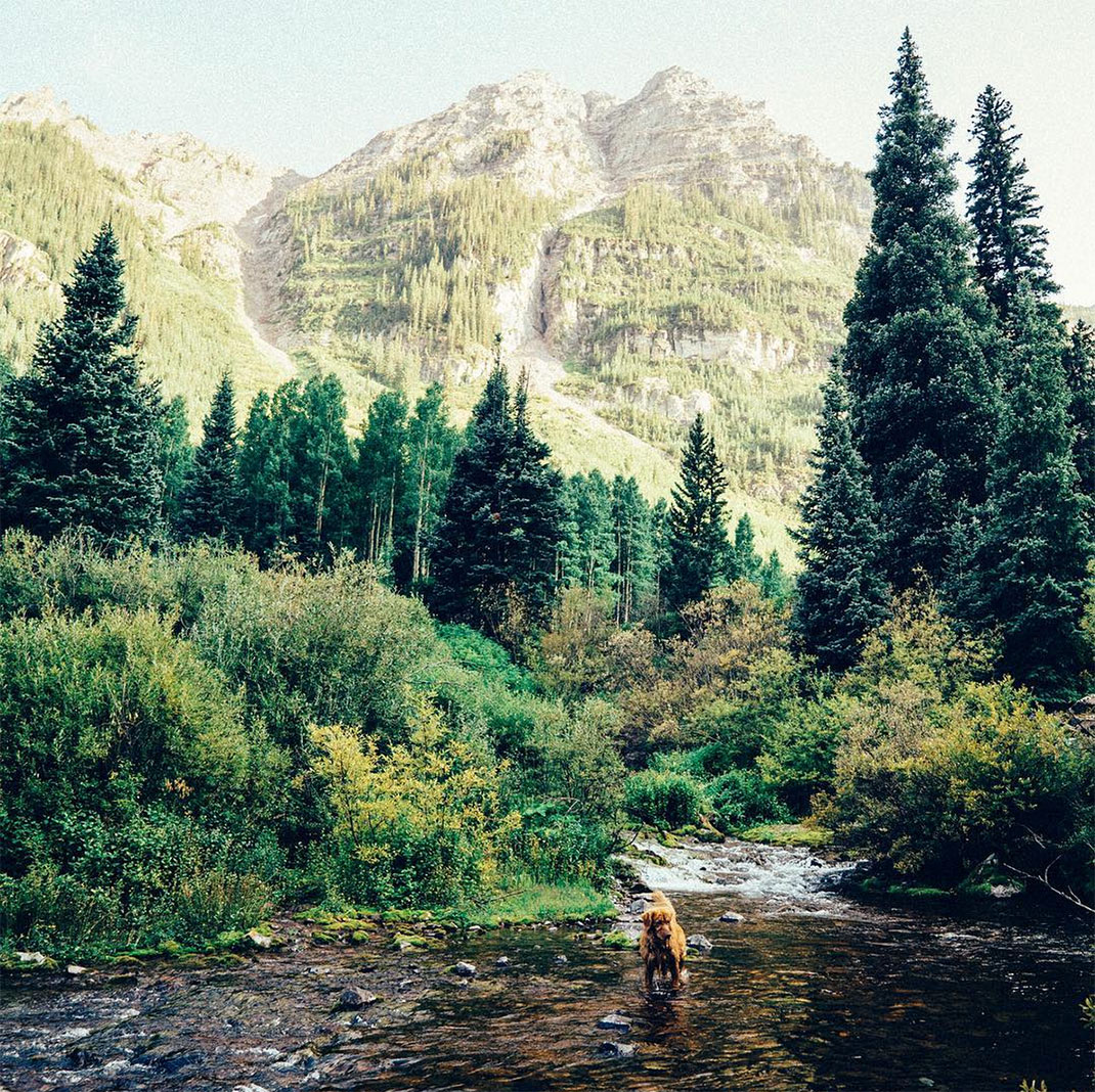 08-chienvadrouille-hunter_lawrence