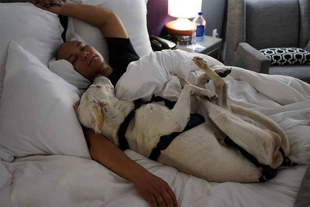 08-voyagechien-pohthedogsbigadventure