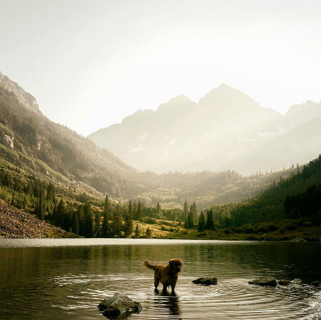 09-chienvadrouille-hunter_lawrence