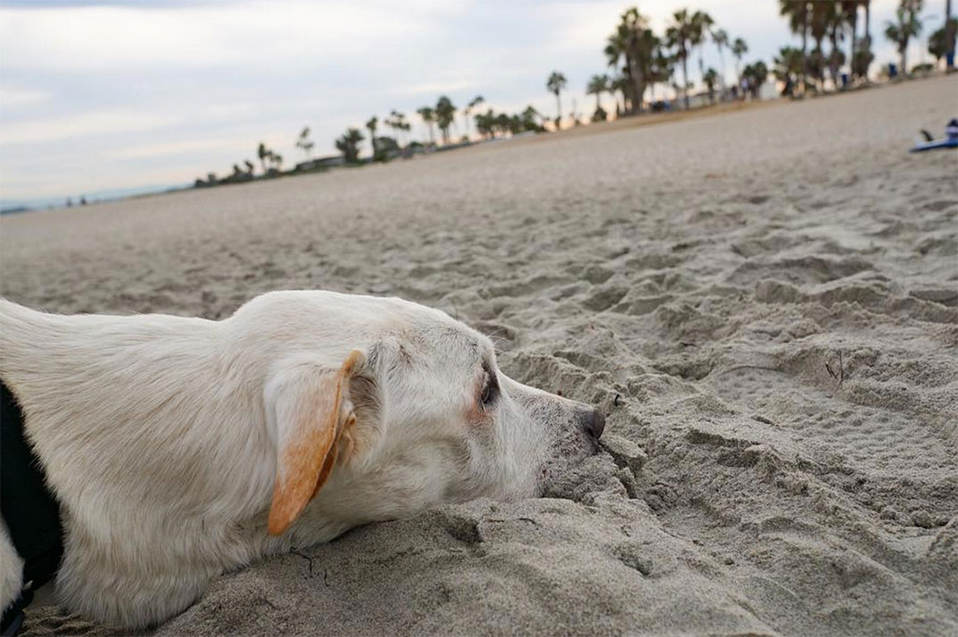 09-voyagechien-pohthedogsbigadventure