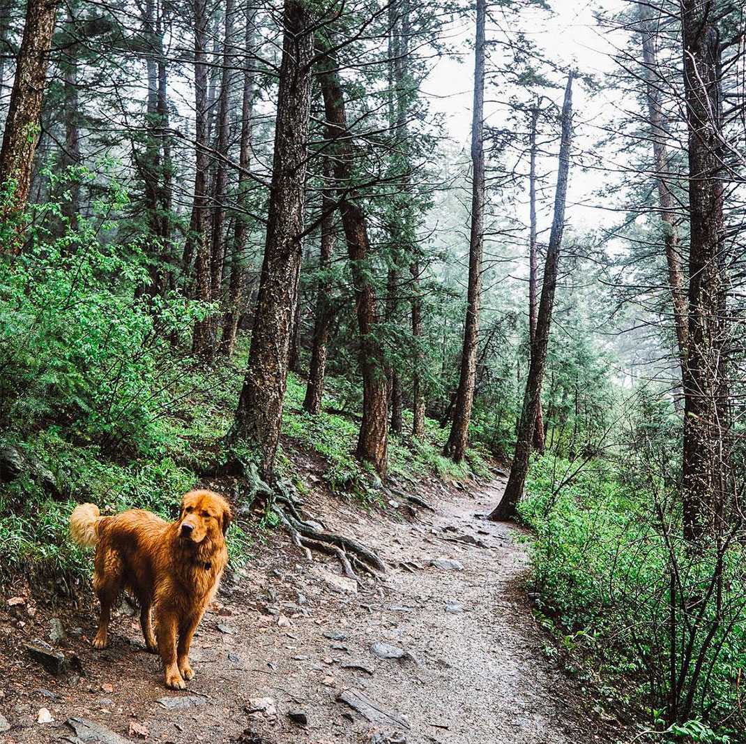 11-chienvadrouille-hunter_lawrence