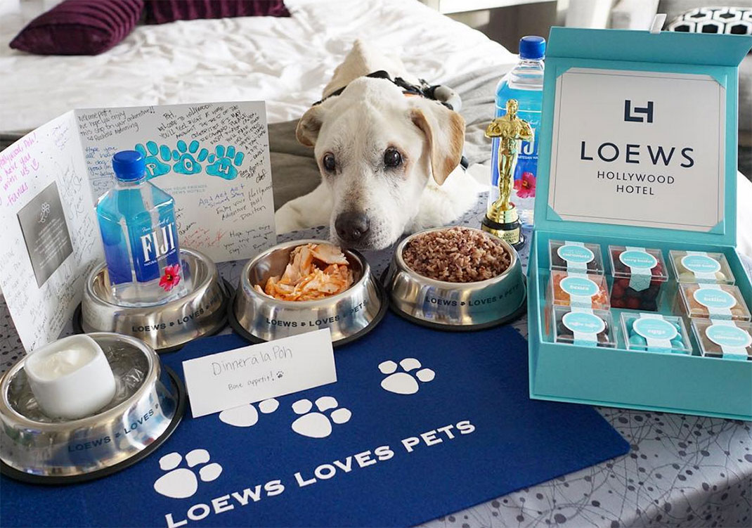 11-voyagechien-pohthedogsbigadventure