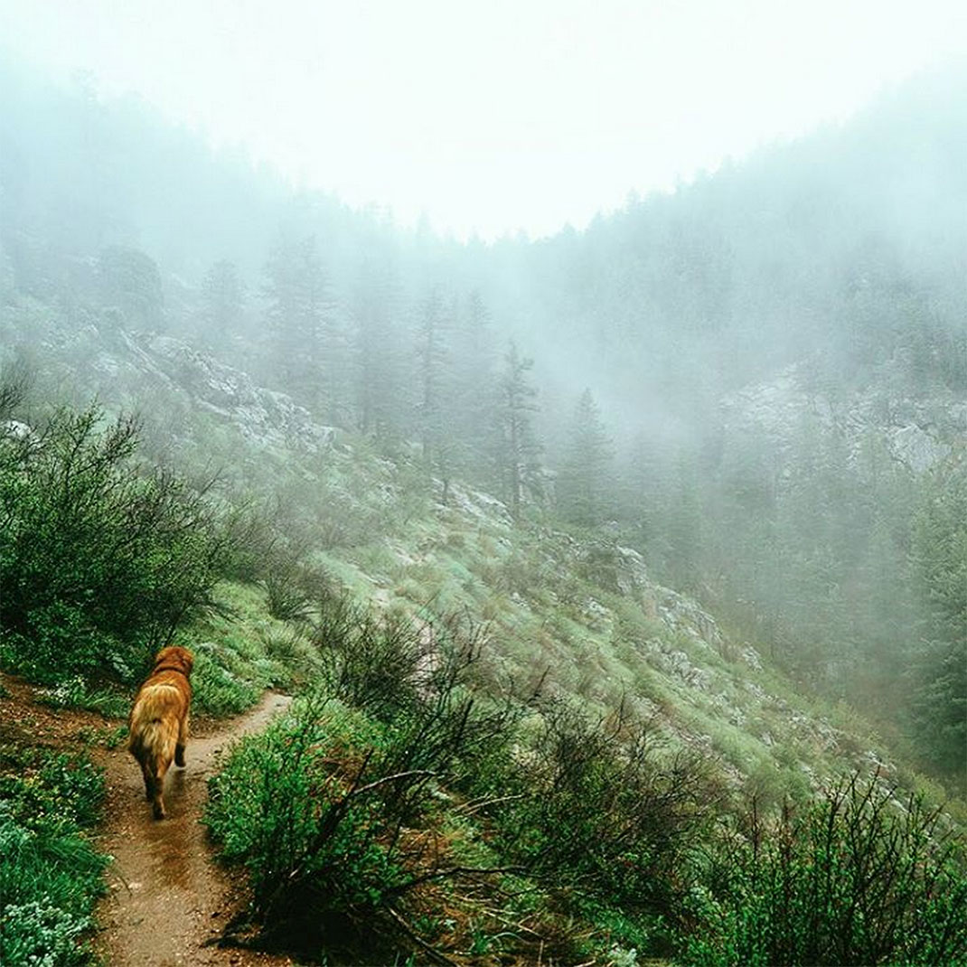 12-chienvadrouille-hunter_lawrence