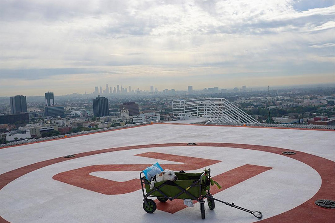 12-voyagechien-pohthedogsbigadventure