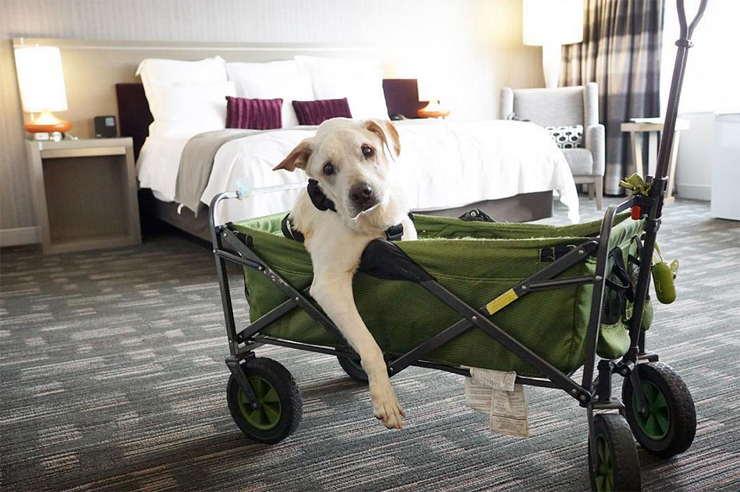 13-voyagechien-pohthedogsbigadventure