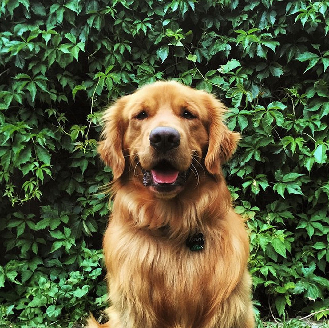 15-chienvadrouille-hunter_lawrence