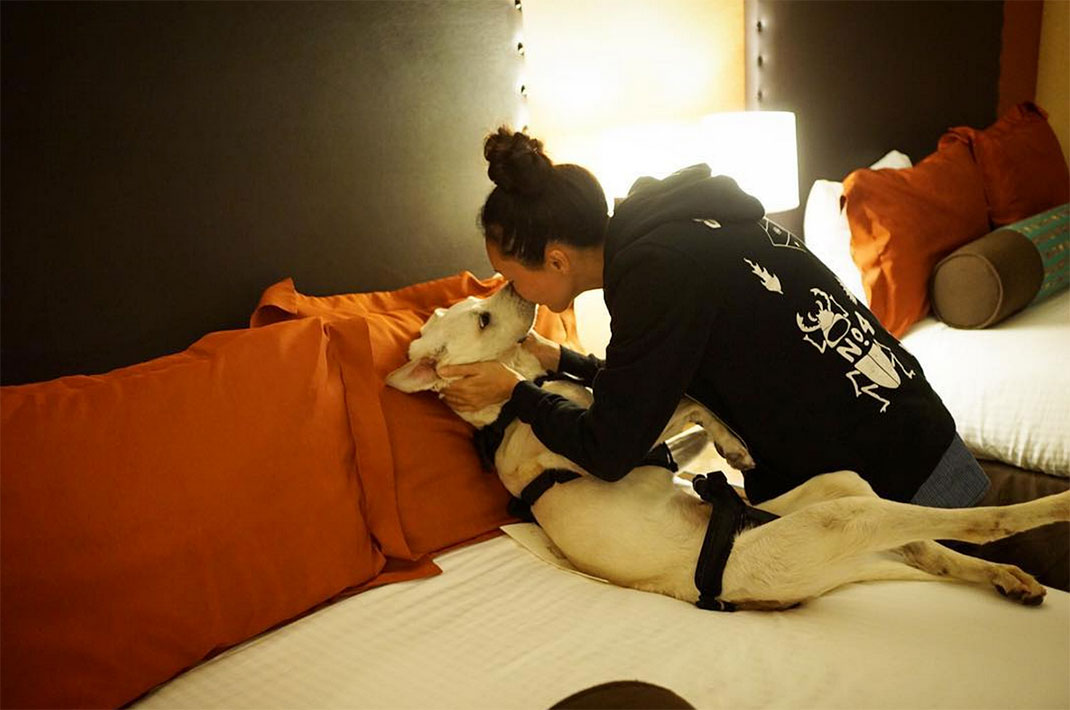 15-voyagechien-pohthedogsbigadventure