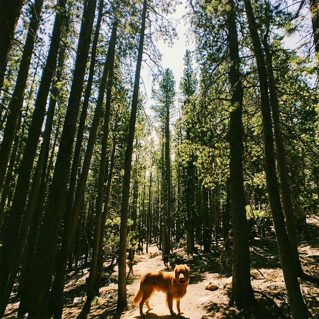 16-chienvadrouille-hunter_lawrence