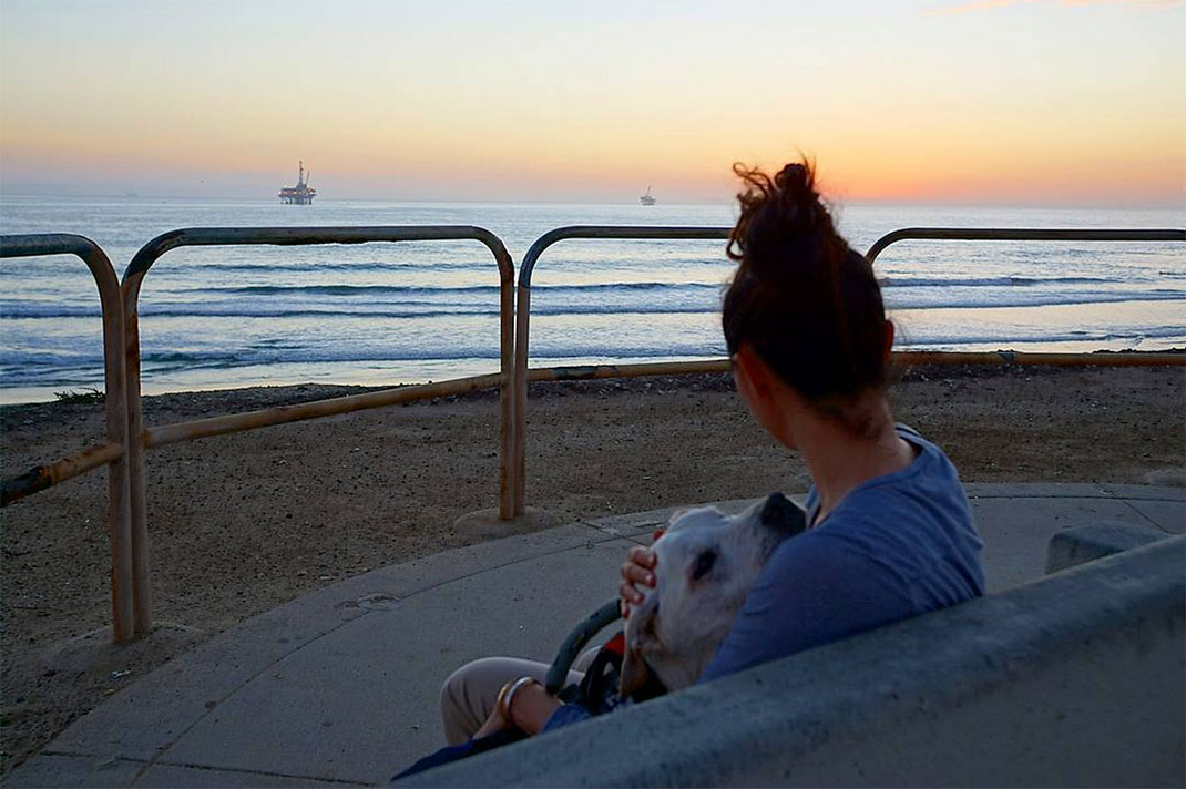 16-voyagechien-pohthedogsbigadventure