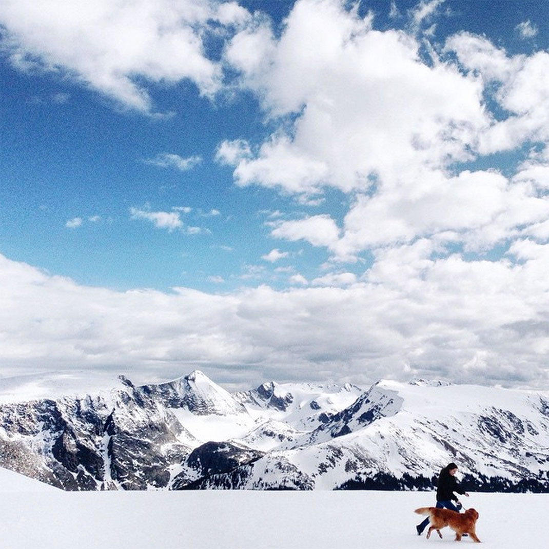 17-chienvadrouille-hunter_lawrence