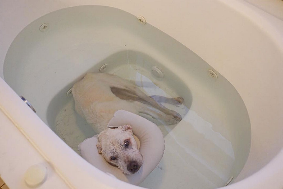 17-voyagechien-pohthedogsbigadventure