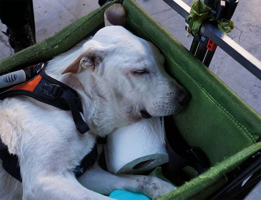 18-voyagechien-pohthedogsbigadventure