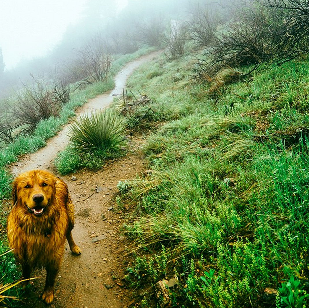 19-chienvadrouille-hunter_lawrence