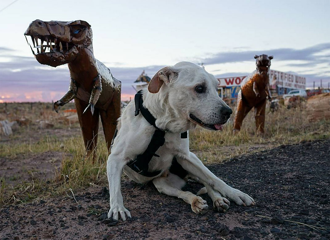 19-voyagechien-pohthedogsbigadventure