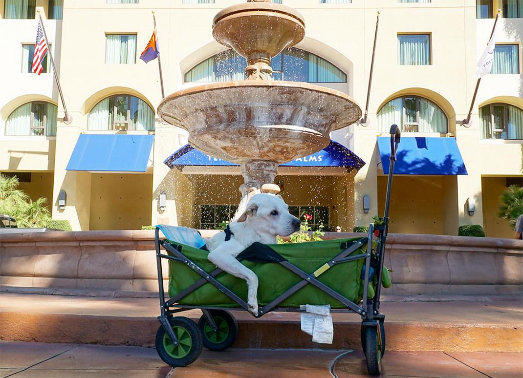 20-voyagechien-pohthedogsbigadventure