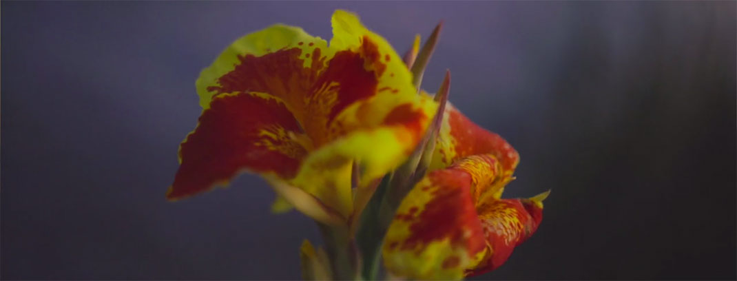 21-Fotogramas-ErickFloresGarnelo