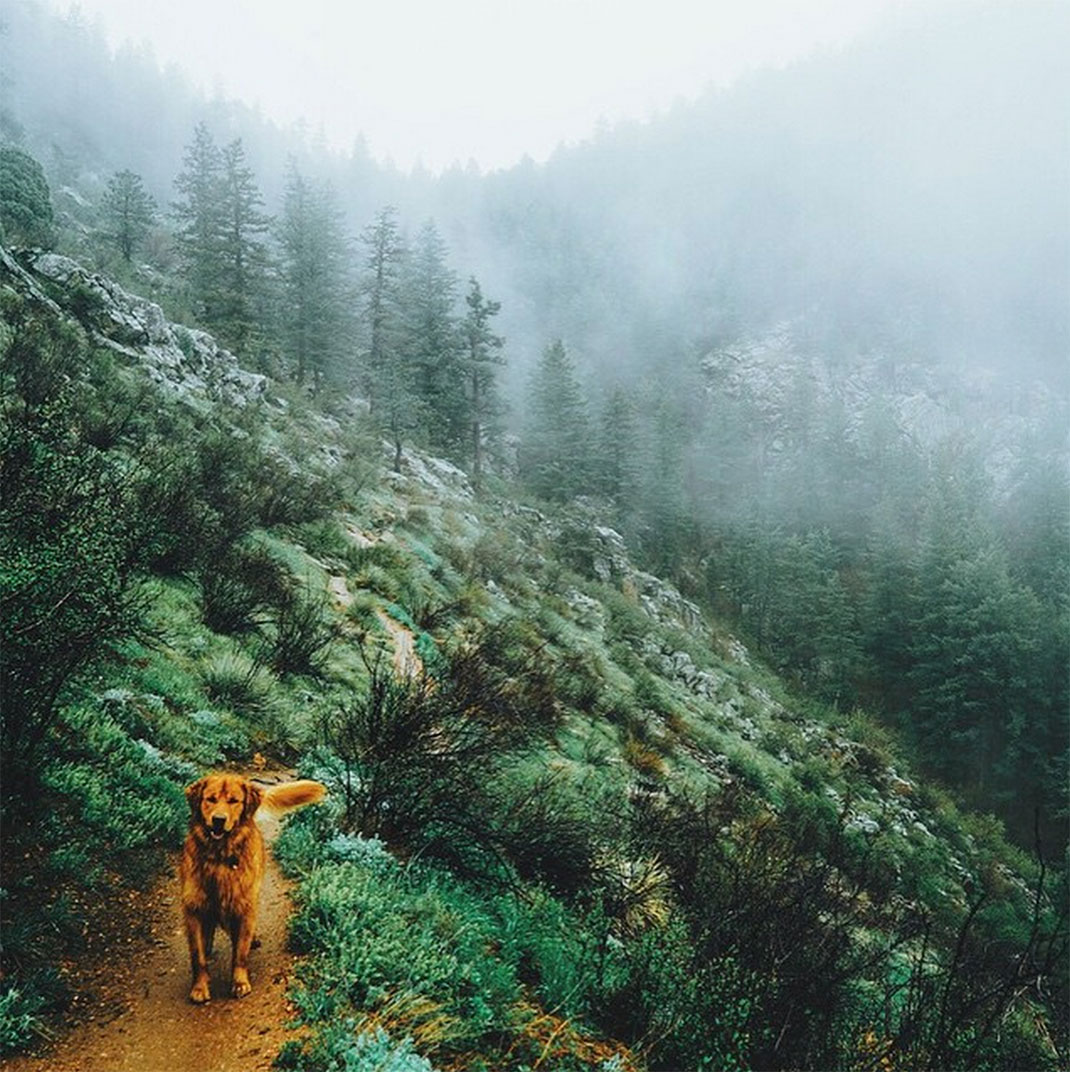 21-chienvadrouille-hunter_lawrence