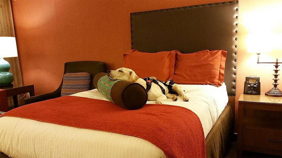 21-voyagechien-pohthedogsbigadventure