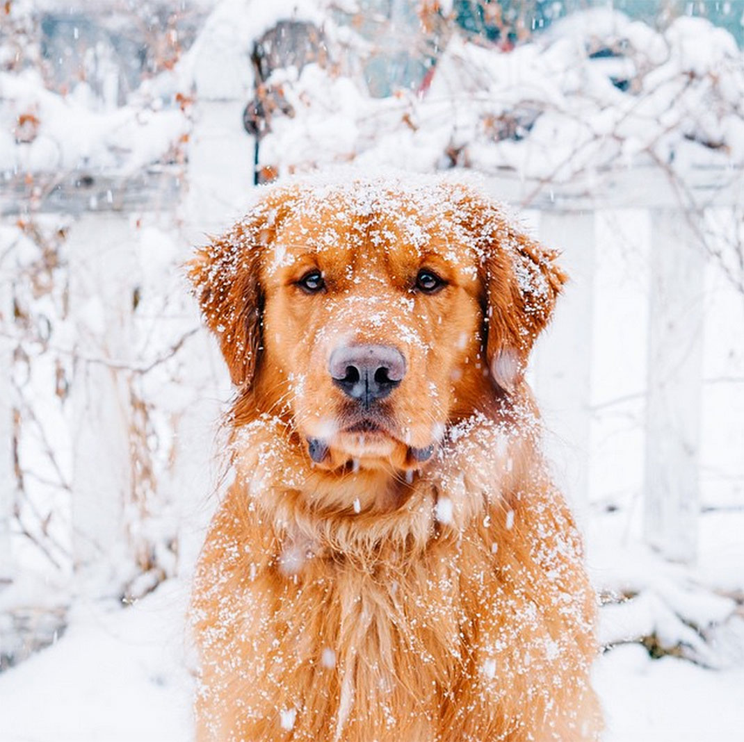 22-chienvadrouille-hunter_lawrence