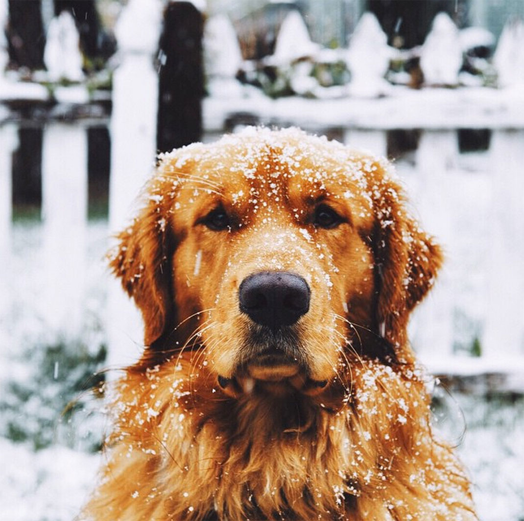 23-chienvadrouille-hunter_lawrence