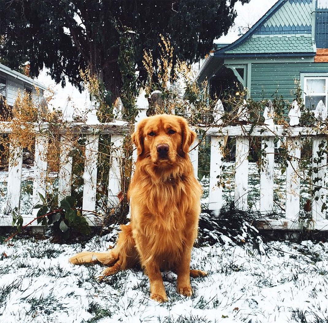 24-chienvadrouille-hunter_lawrence