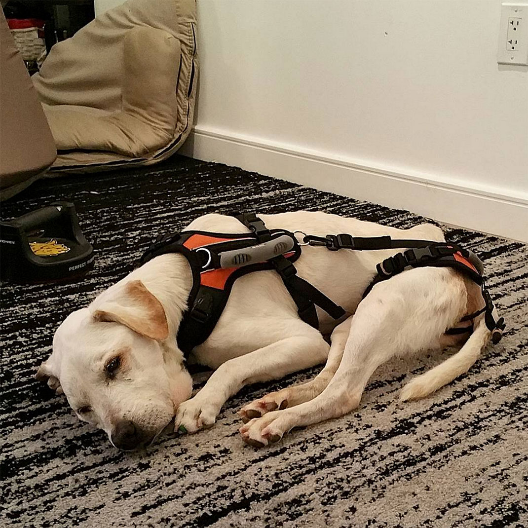 24-voyagechien-pohthedogsbigadventure