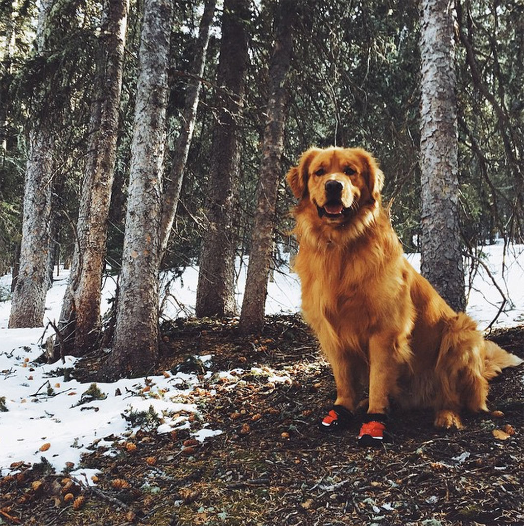 26-chienvadrouille-hunter_lawrence