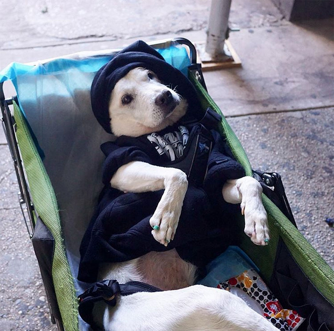 26-voyagechien-pohthedogsbigadventure