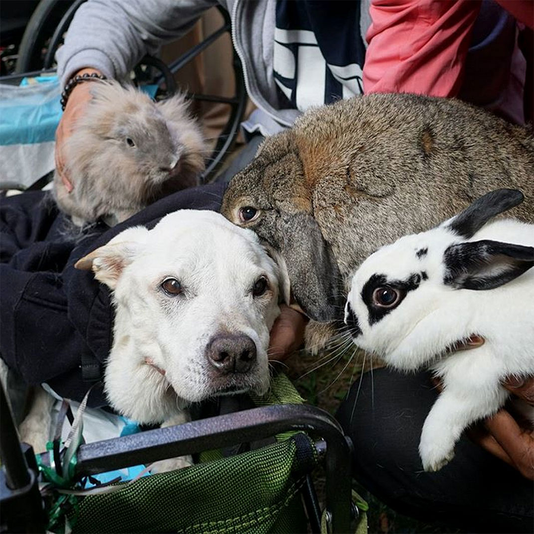 27-voyagechien-pohthedogsbigadventure