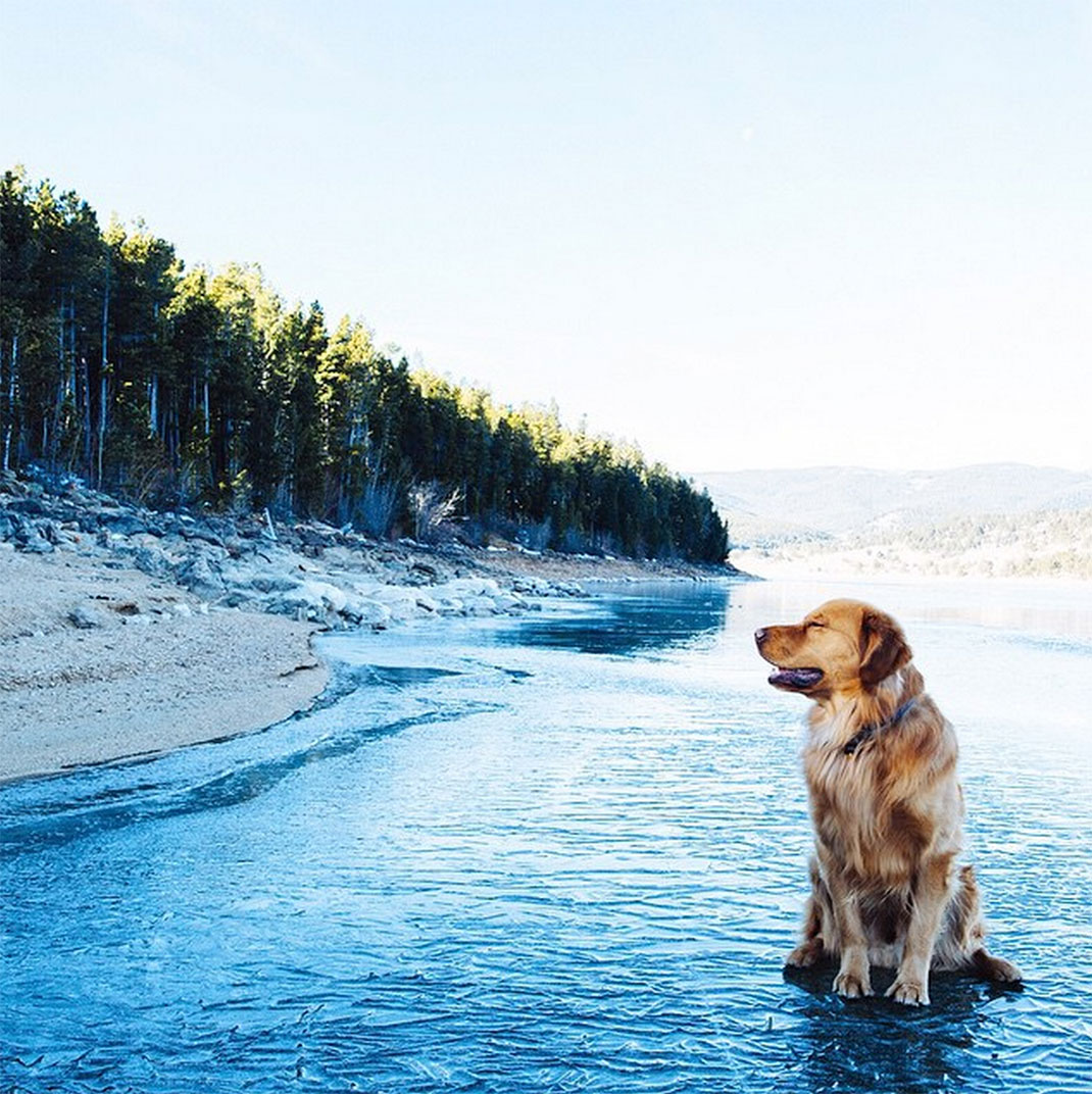 28-chienvadrouille-hunter_lawrence