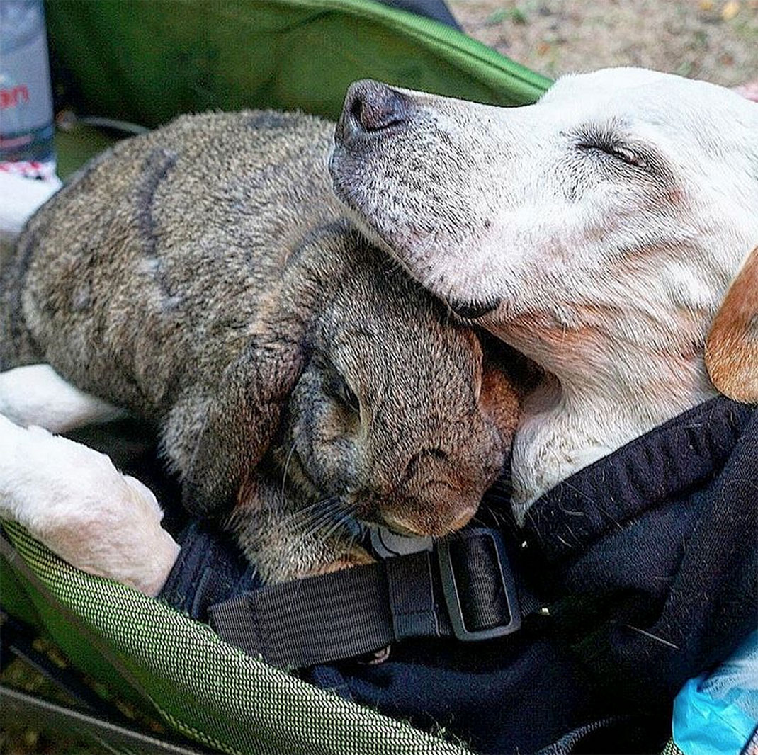 28-voyagechien-pohthedogsbigadventure