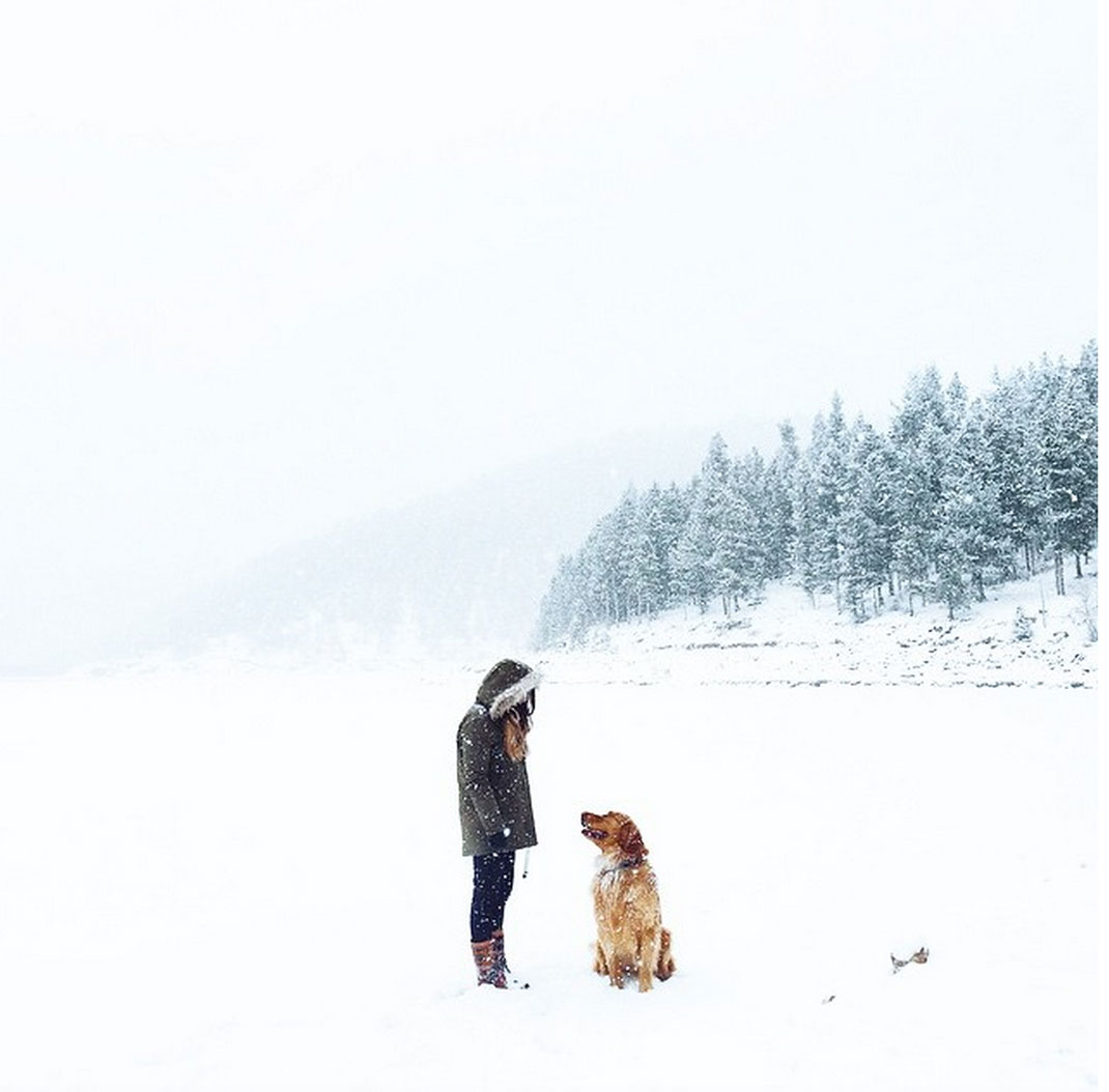 29-chienvadrouille-hunter_lawrence