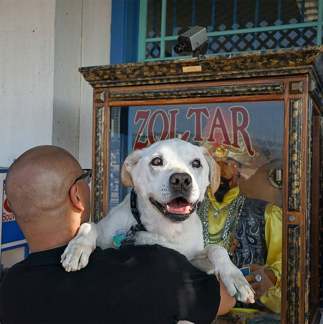 29-voyagechien-pohthedogsbigadventure