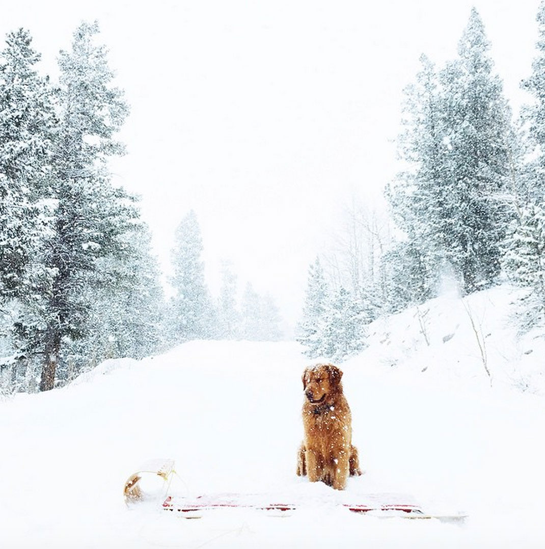 30-chienvadrouille-hunter_lawrence