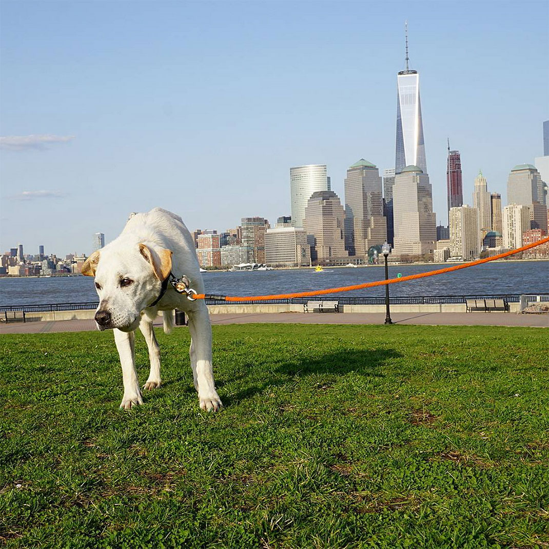 30-voyagechien-pohthedogsbigadventure