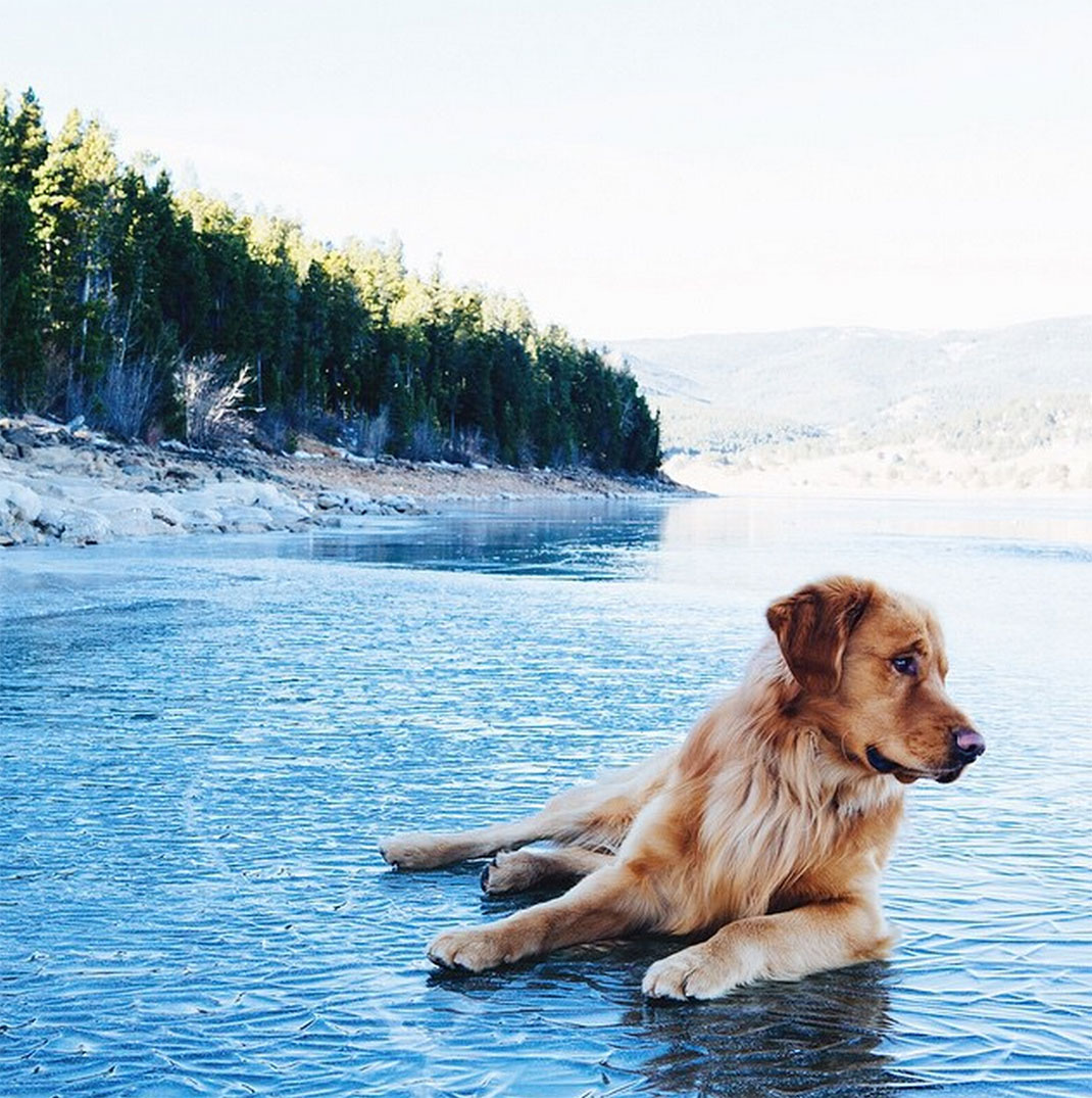 32-chienvadrouille-hunter_lawrence