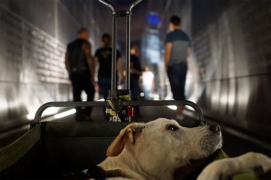 32-voyagechien-pohthedogsbigadventure