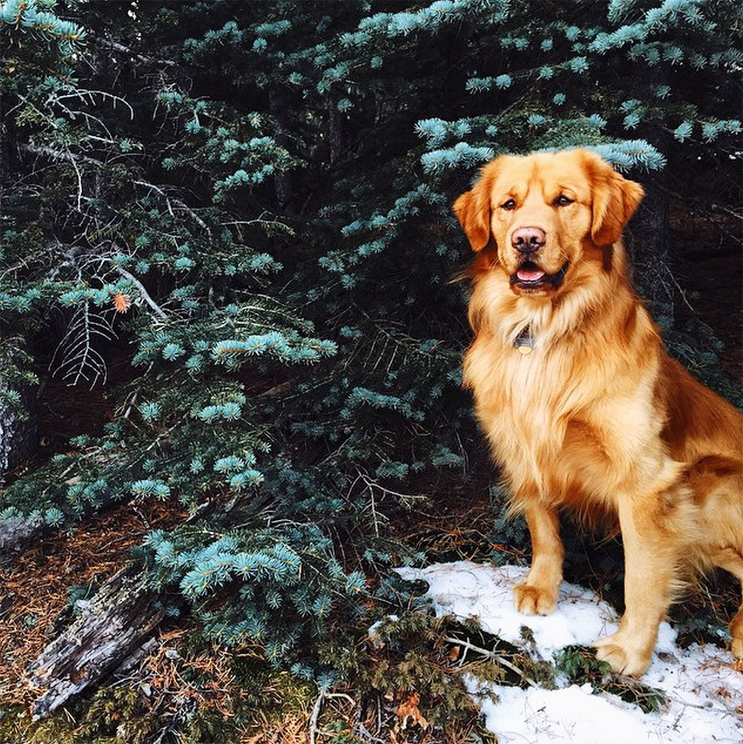 33-chienvadrouille-hunter_lawrence