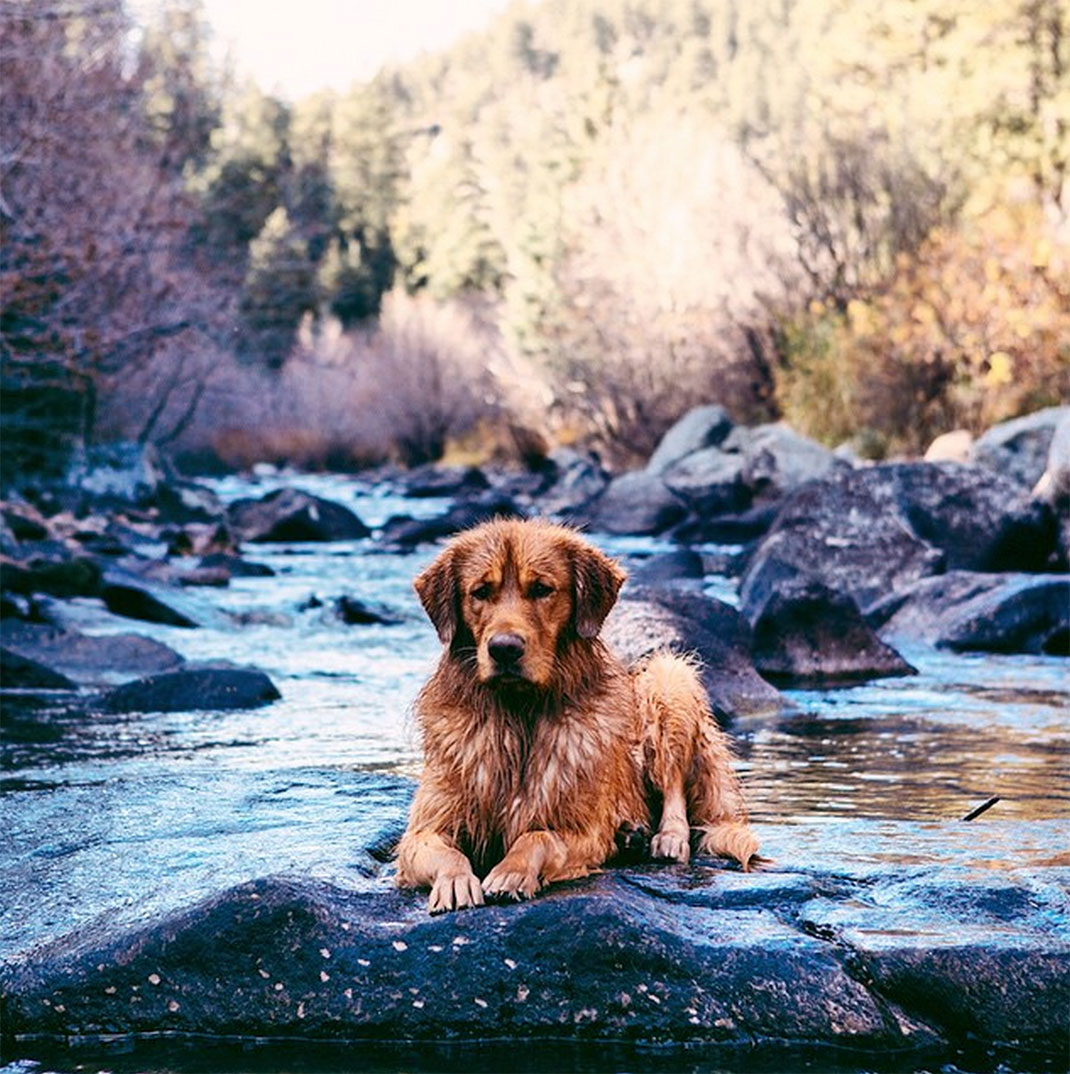 34-chienvadrouille-hunter_lawrence