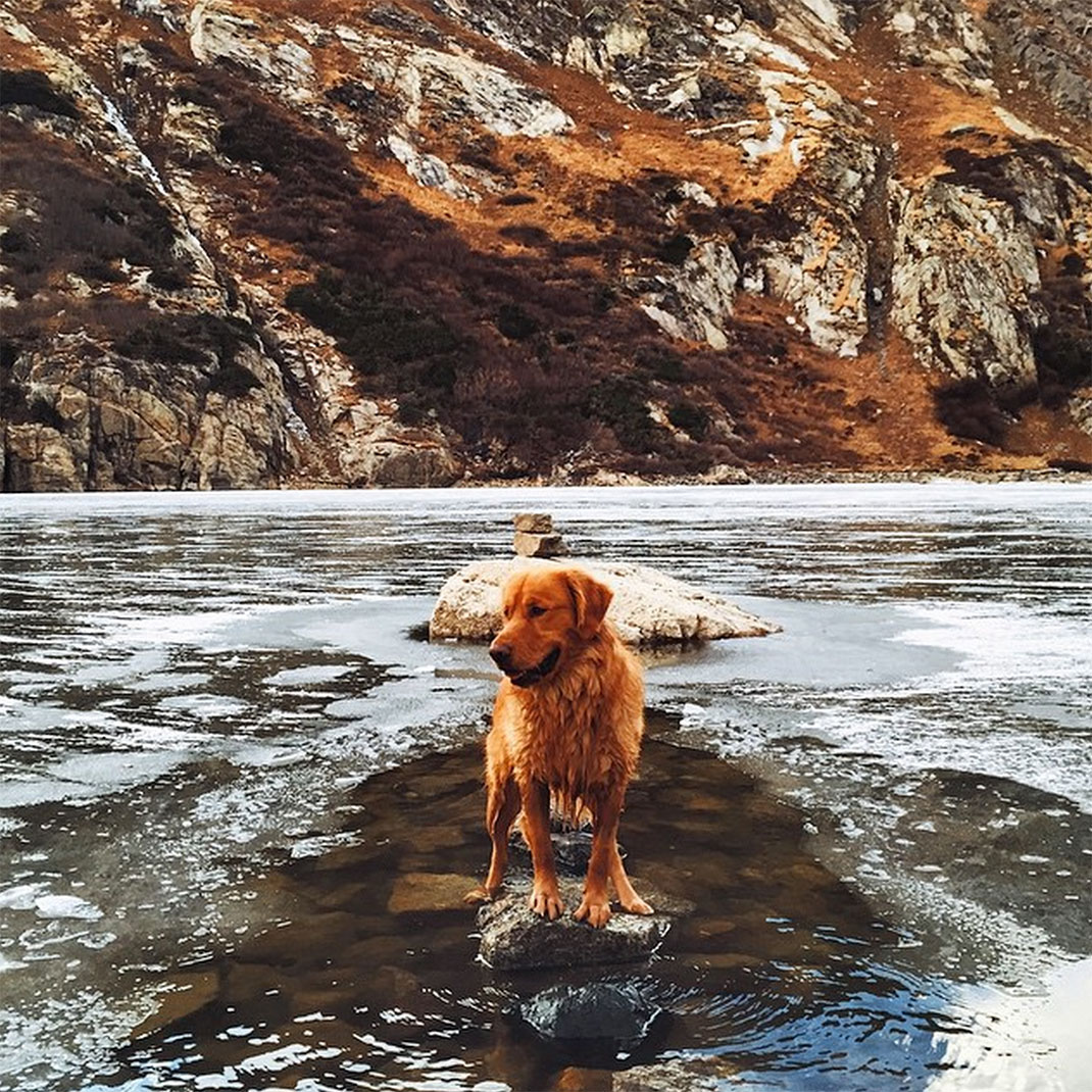 36-chienvadrouille-hunter_lawrence